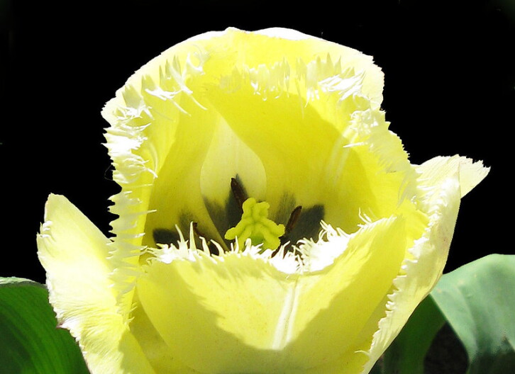 Feed Me Seymour! (Not an actual Twoey plant, this is a fringed yellow tulip).