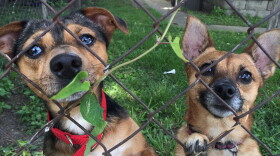 High heat and humidity can be life threatening for pets, too. Local ordinances are specific when it comes to taking care of dogs in extreme heat.