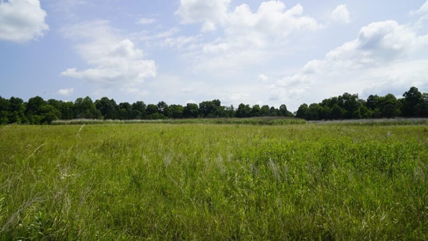 A patch of miscanthus towers above other grasses on the former mine site