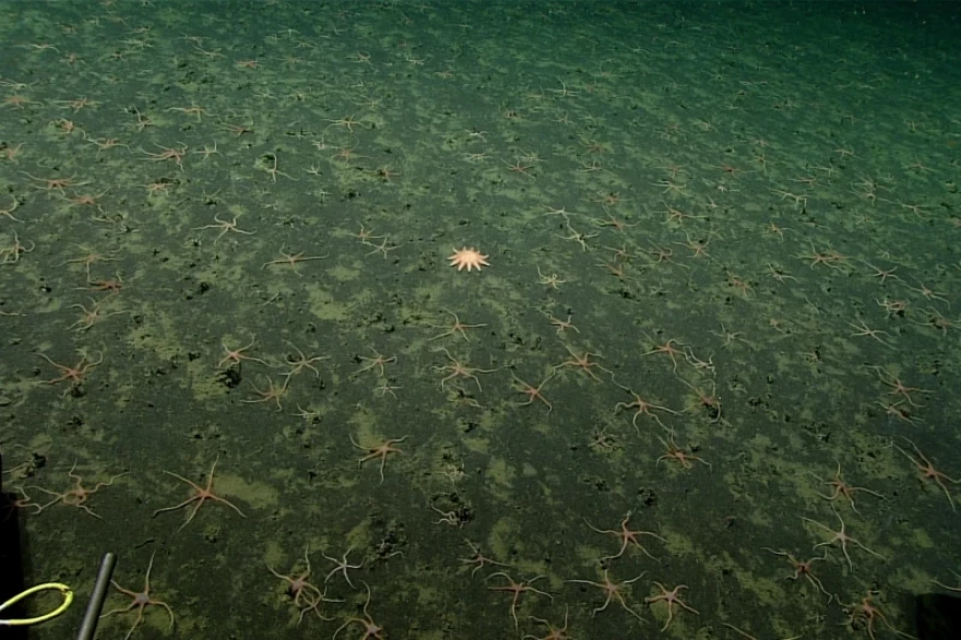 a seafloor