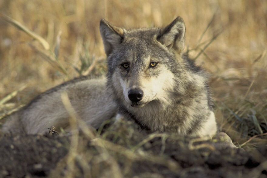 Gray wolves were removed from the Endangered Species List in Idaho in 2008. The federal government is weighing whether to lift protections for the species in every state. 