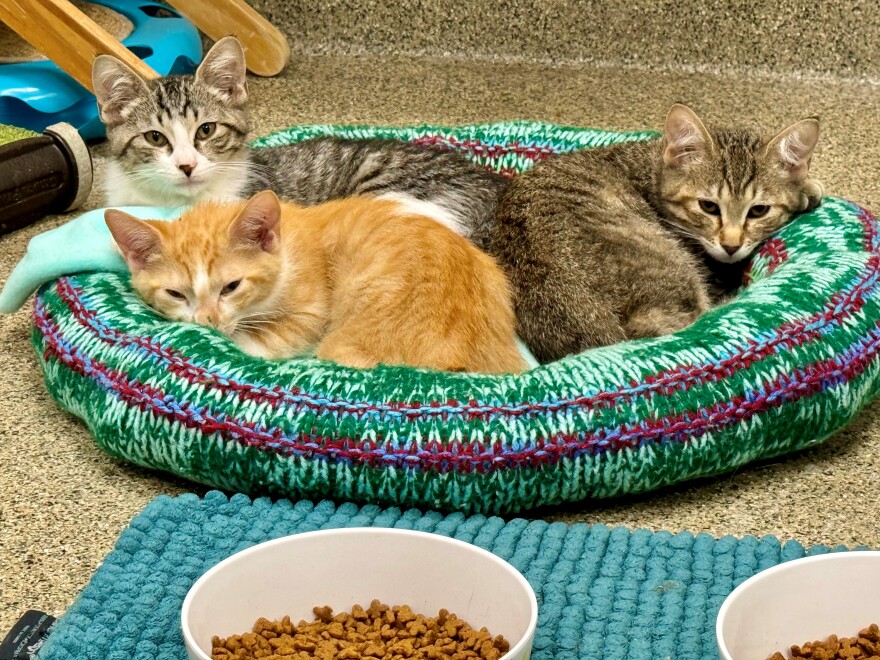 Lee County Domestic Animal Services in Fort Myers has plenty of cats and dogs up for adoption.