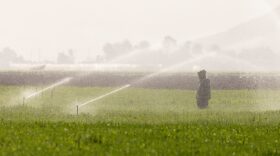 A farm worker inspects a field's irrigation system as southern California faces a heatwave, in Camarillo, California.