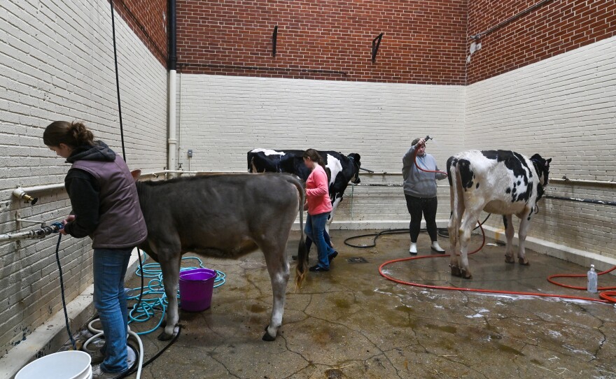 FFA and 4-H participants prepare their cows to be shown at the PA Farm Show.
