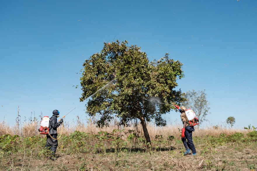 Ugandan soldiers spray trees in an effort to kill locusts.