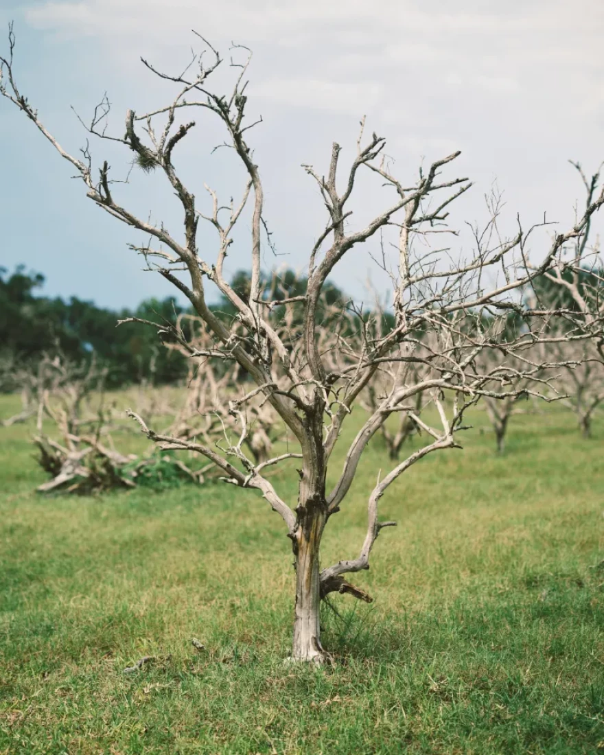 Hundreds of dead citrus trees lined an old grove on Tuesday, June 30, 2026 in Bowling Green, Florida. Historically, citrus and cattle production were major industries in Bowling Green and Hardee County.