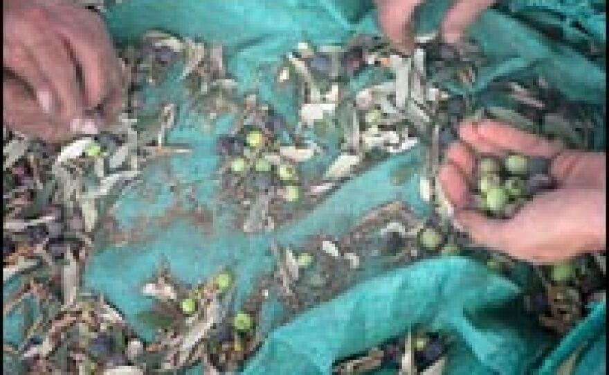 The hands of an Arab villager and an Israeli volunteer, in the West Bank olive harvest.