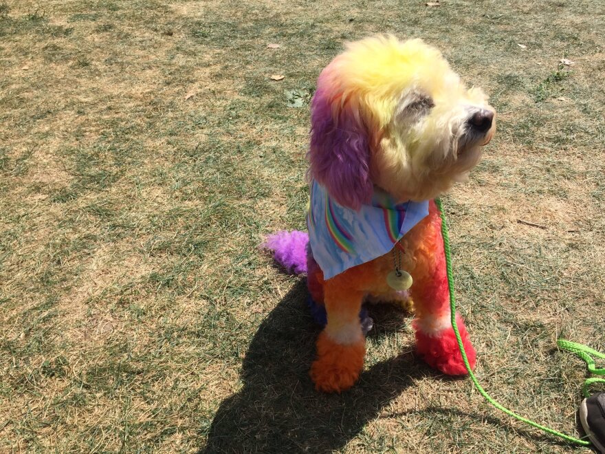 photo of Pride Fest dog