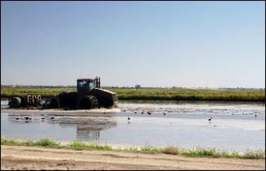  Florida farmers in 28 counties can still apply for help cleaning up from Hurricane Ian