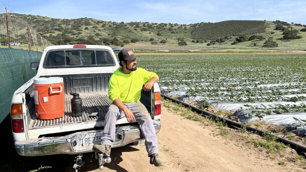 A man sits in the bed of a white pickup truck and looks out over a field of strawberries.