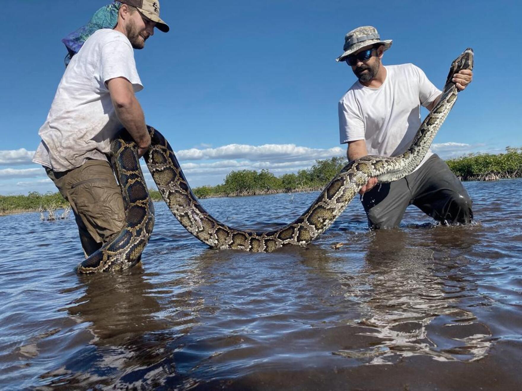A python invasion has exploded out of the Everglades | WUSF