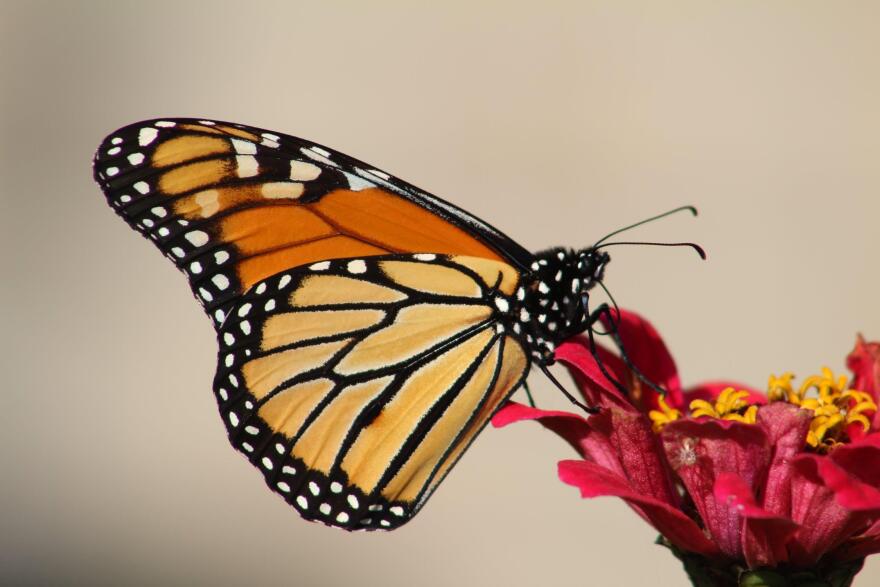 
Fourth-generation monarch butterflies in the United States make an annual 3,000-mile journey to the oyamel fir forests of central Mexico, without ever having been there themselves.