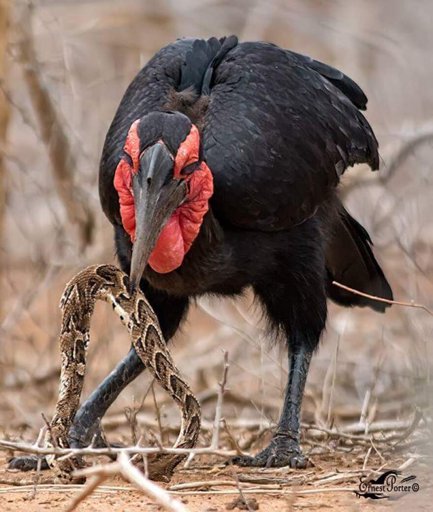 A southern ground hornbill kills a venomous snake in Southern Africa
