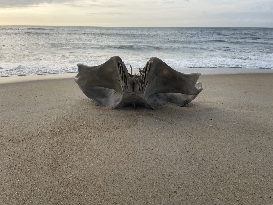 A large portion of a Humpback whale skull was found on the beach at Cape Hatteras National Seashore.
