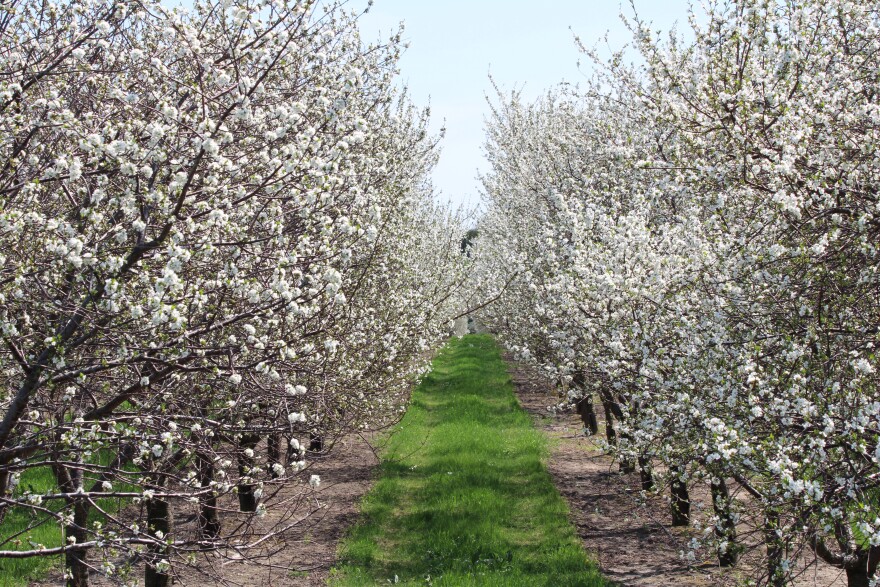 Cherry Blossoms in full bloom in Leelanau County last year. Blossoms will be on full display this weekend as temperatures rise.