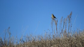 Western Meadowlark