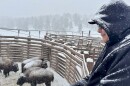A man stands above bison in a snowy pen, looking down at them.