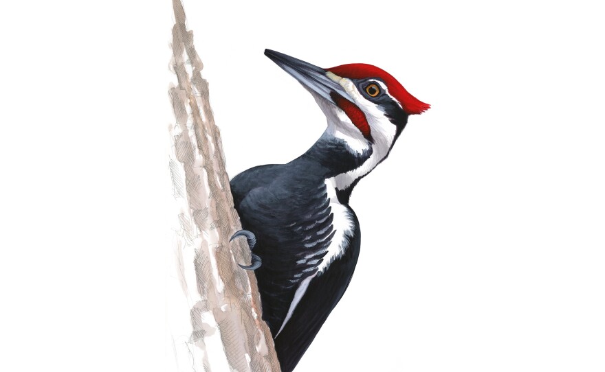 Pileated Woodpecker