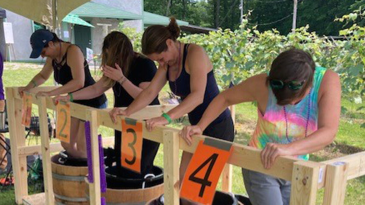 Wichmann Vineyard Grape Stomp - Vimarsana News