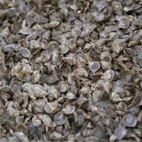 Thousands of young Pacific oysters grow in bins within the floating upweller system, or FLUPSY.