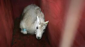 A young male mountain goat rested in its crate shortly before release Wednesday. CREDIT: TOM BANSE / NW NEWS NETWORK