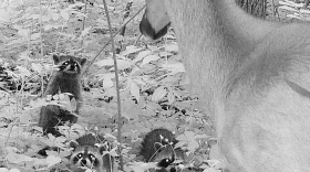 A black and white trail cam image shows three raccoons looking at a white tailed deer in Forest Park. “It's really heartening to get a peek into the secret lives of these animals throughout the park,” said Dr. Sharon Deem.