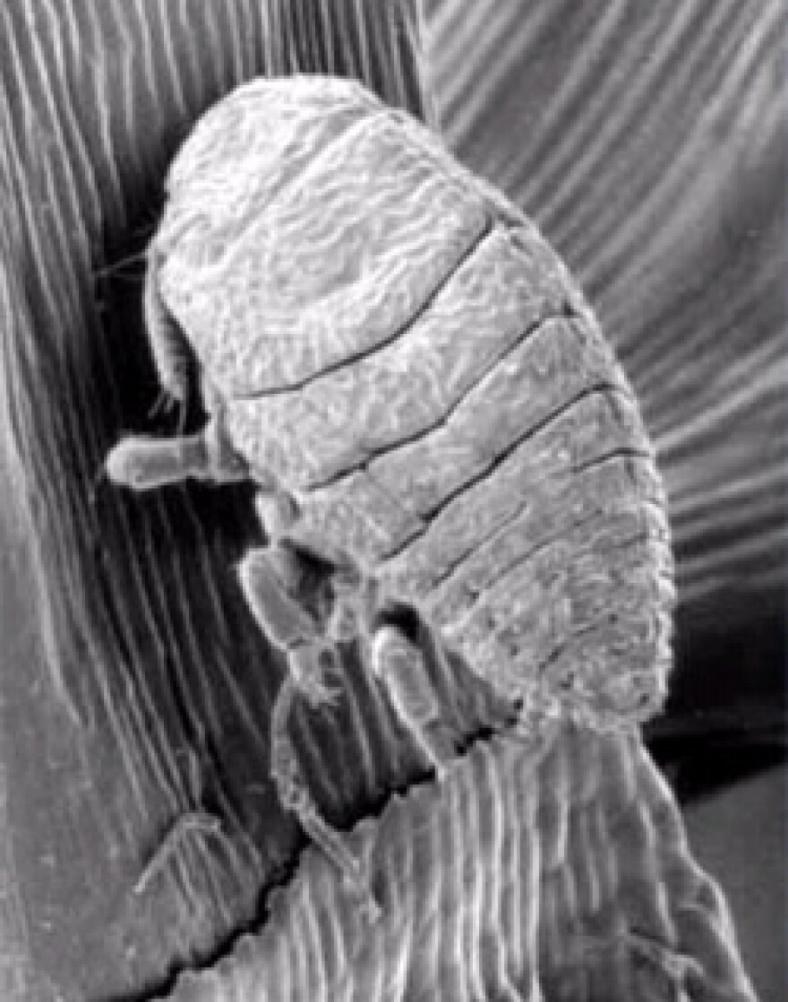 This wood eating insect threatens to wreak so much havoc on hemlock trees, a state official has declared it a public nuisance.