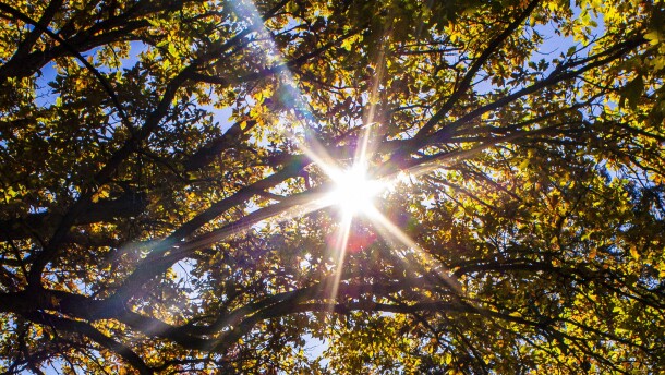 Picture of sunshine peeking through trees on Michigan State University's campus on November 6, 2025.