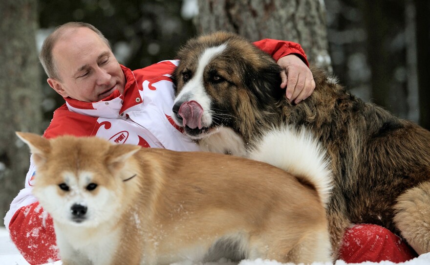 Russian President Vladimir Putin plays with his dogs Buffy (right) and Yume at his residence Novo-Ogariovo, outside Moscow on March 24, 2013. Bulgarian shepherd dog Buffy was presented to Putin by his Bulgarian counterpart Boyko Borisov, while Japanese Prime Minister Yoshihiko Noda offered Putin the puppy Yume as a gift during the G20 in Mexico in June.