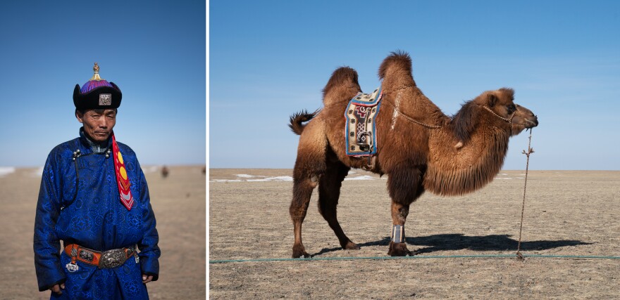 Byambasaikhan Sanjid, 45, is a local camel trainer. A camel stands tethered at the edge of the festival grounds, his ankles wrapped for polo.