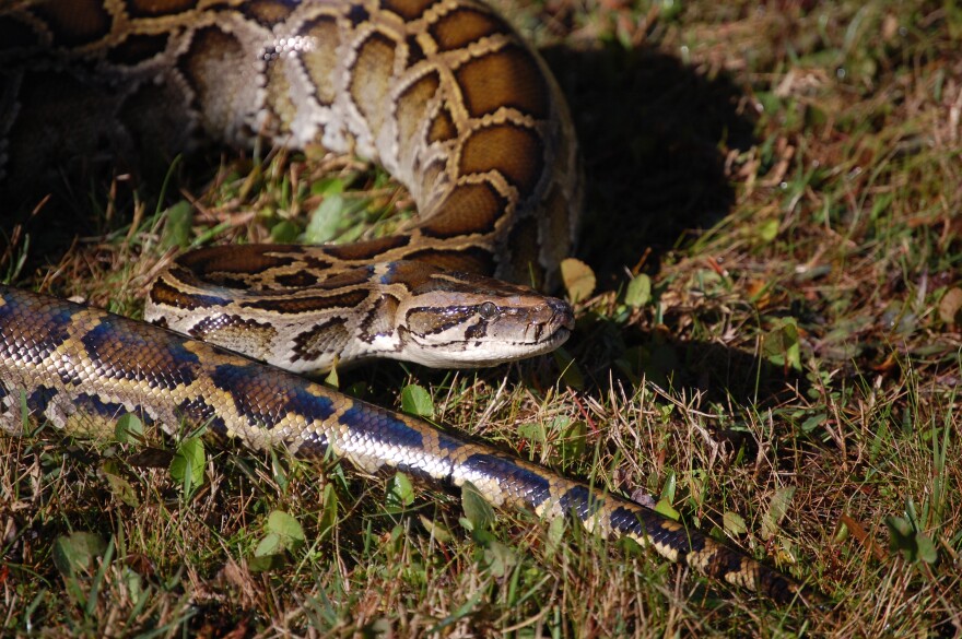  "Burmese pythons are not native to Florida and are considered an invasive species due to their impacts to native wildlife," according to the FWC website. "Burmese pythons will be added to Florida’s Prohibited species list."