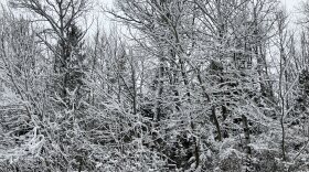Snow coats the branches of tres