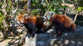 Red Panda twins born at the Santa Barbara Zoo