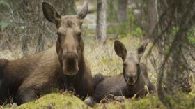 Little calf and mom Fall 2014. Jasper National Park Alberta, Canada (Photo Courtesy of © Twig Eaters Inc.)