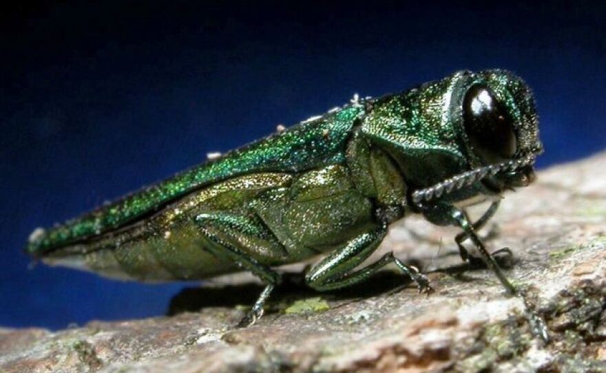 An adult emerald ash borer.