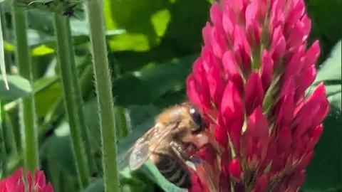 Honey bees' favorite food- pollen- is in short supply at this time of year.