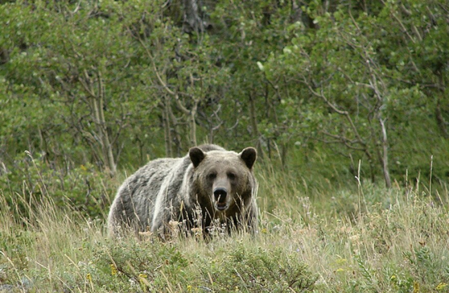 Photo: A grizzly at Glacier National Park near St. Mary Lake, Mont.