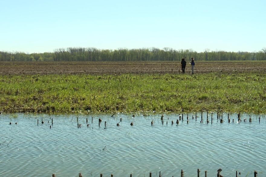 IU students collecting sensors from a field after flood waters receded.