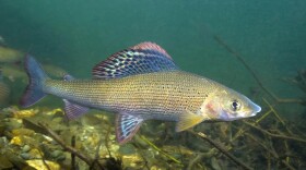 A colorful fish swims along a rocky water bottom. Its body is primarily yellow and has a big dorsal fin with shiny rainbow spots.