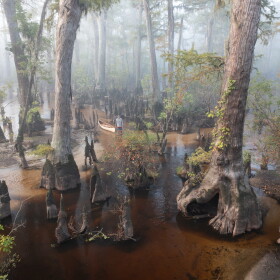 Zach West, the land steward for the Nature Conservancy, paddles amongst ancient cypress trees on a foggy morning on the Black River, North Carolina. The Black River is home to the oldest cypress trees on the planet.