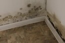 Mold spreads in an apartment on walls in the corner near the baseboards 