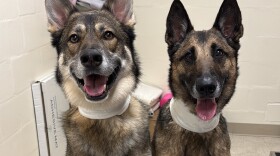 Los generosos donantes Odin y Rhea llevan dos años ayudando a salvar vidas. Foto cortesía de: Camille Kelly