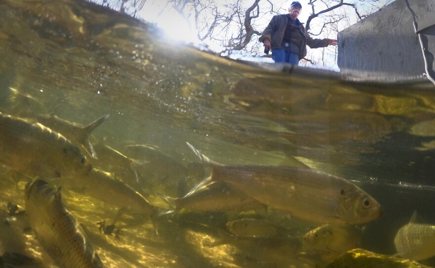 Photographed in 2021, Bruce Connelly peers down into the water as the morning sun lights up fish at the Pilgrim Lake herring run right before the fish ladder.