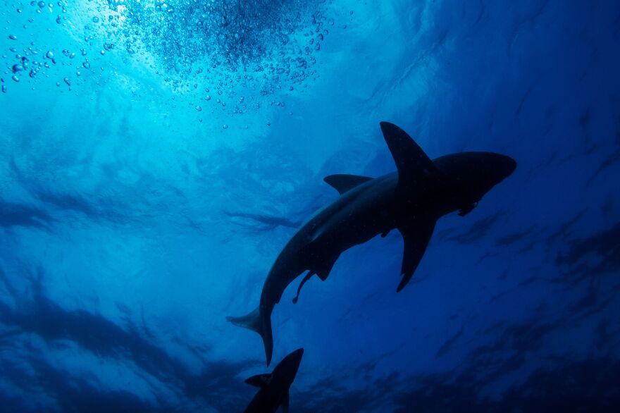 A black-tip shark swims underwater.