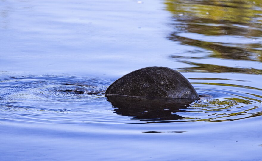 The manatees at Manatee Park in Lee County were very active in the warming waters in the park. 