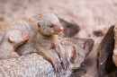 Mothers in groups of mongooses give birth at the same time, removing typical parenting cues.