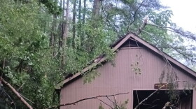 Despite multiple trees toppled by Tuesday night's storm near Natural Bridge, no one was injured, according to Powell County's judge-executive.