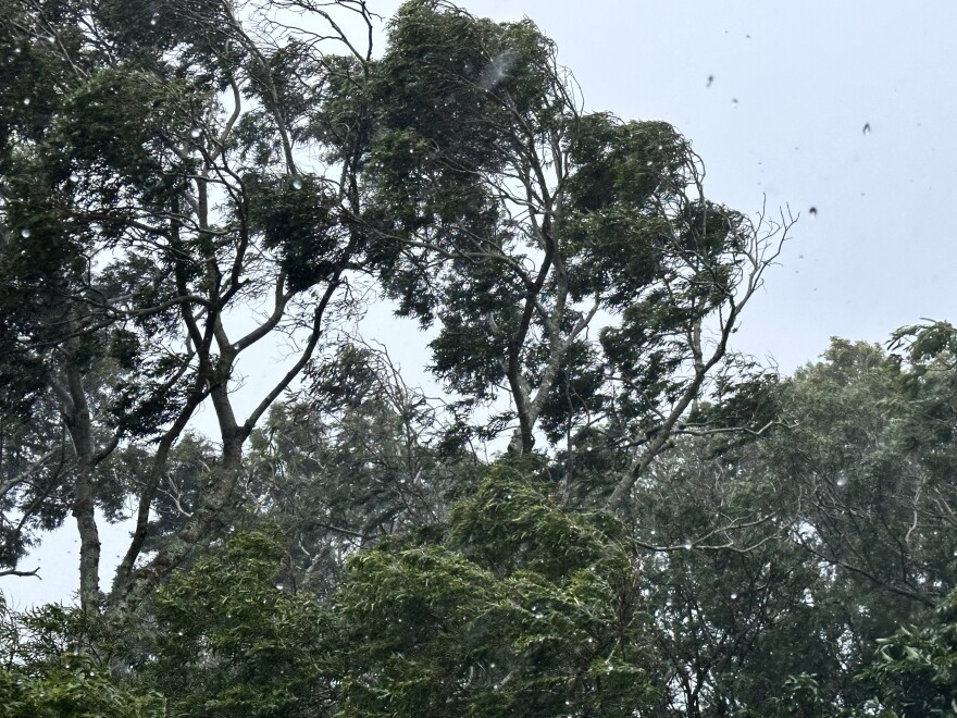 Trees being blown in Kalaʻe on Molokaʻi on Saturday afternoon.