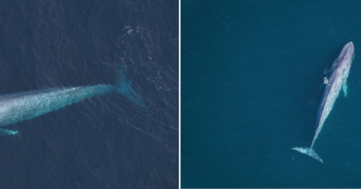 "It was amazing:" Scientists spot multiple blue whales in southern New England waters