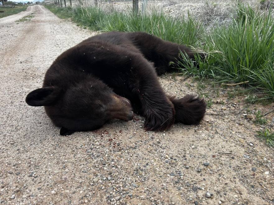 (Bear Lake State Park) Black bear struck and killed near Cisco Beach on Bear Lake.